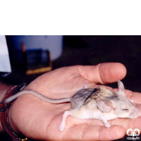 گونه همستر دم‌ دراز ایرانی  Calomyscus urartensis